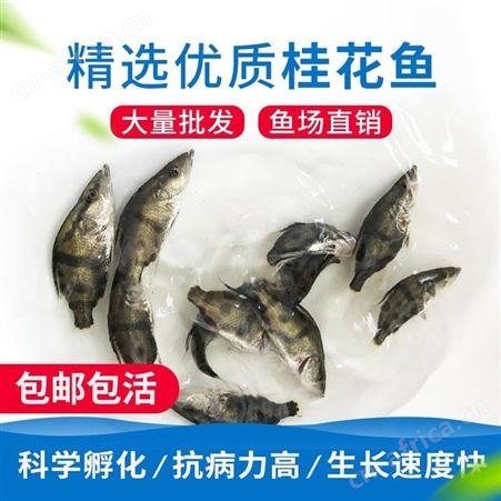 中渔  桂鱼鱼苗   苗鱼场    桂花鱼   苗鳜鱼苗   翘嘴鳜鱼   季鱼  鳌花 桂鱼鱼苗 贵鱼苗