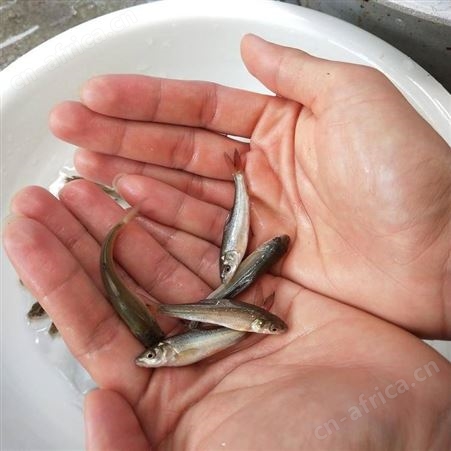 银雪鱼苗银鳕鱼苗 淡水养殖银鳕鱼苗 大鳞副银鳕鱼苗 淡水银鳕鱼苗 银鳕鱼苗
