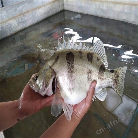 鳜鱼苗 桂花鱼幼苗 基地桂花鱼苗供应