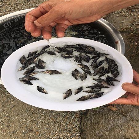 桂花鱼 桂花鱼幼苗 基地桂花鱼苗供应