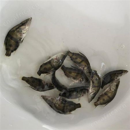 季鱼苗 鳜鱼苗 桂花鱼苗 翘嘴桂花鱼苗 淡水鱼苗供应商 鳌花