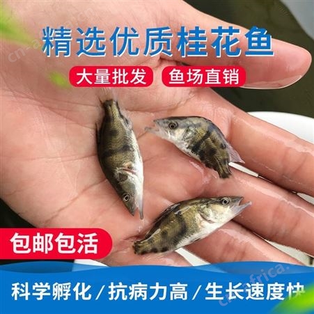 中渔  桂鱼鱼苗   苗鱼场    桂花鱼   苗鳜鱼苗   翘嘴鳜鱼   季鱼  鳌花 桂鱼鱼苗 贵鱼苗
