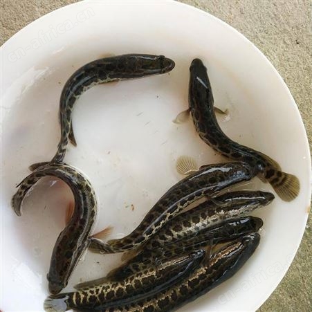 黑鱼苗大量供应黑鱼苗 生鱼 杂交生鱼苗 广东生鱼鱼苗批发