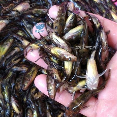 中渔各类鱼苗售卖 耐运输病害 饲养范围广泛 抗病力强