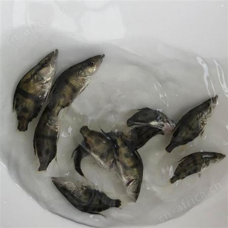 翘嘴桂花鱼苗 出售翘嘴桂花鱼苗 翘嘴鳜鱼苗 翘嘴桂鱼苗广东正宗翘嘴桂花鱼苗