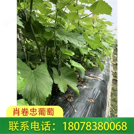 桂林葡萄种植-横州阳光玫瑰葡萄苗报价合理