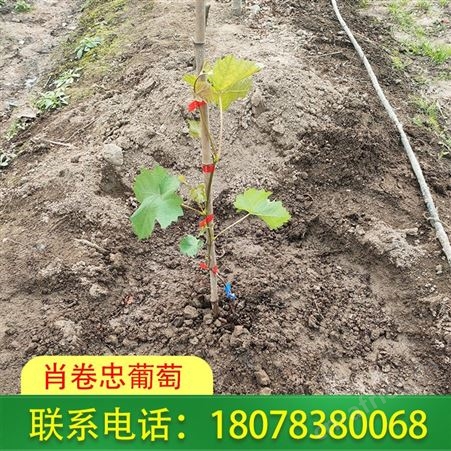 梧州阳光玫瑰脱毒苗小营养杯-so4砧木可批发