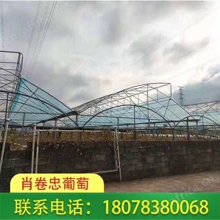 南宁柑橘膜批发-广西农膜生产厂家欢迎您来电定做