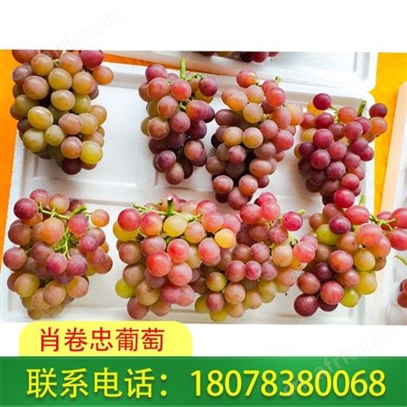 送礼好选择：桂林兴安肖卷忠玫瑰香葡萄报价不贵