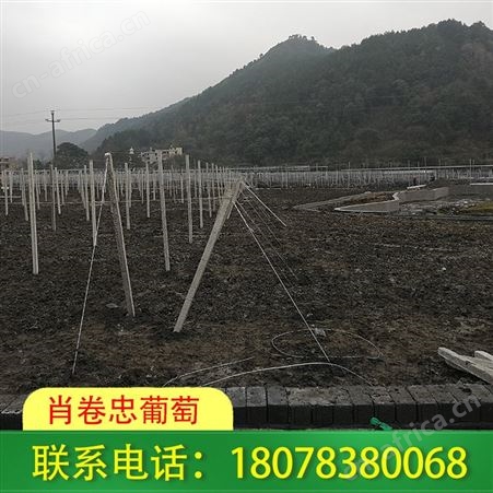 平乐猕猴桃架等果园棚架建造详情