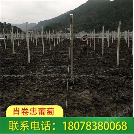 灌阳猕猴桃架子及各种果园棚架搭建请找肖卷忠葡萄