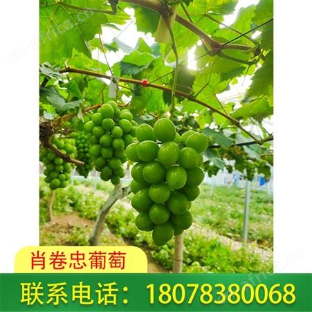 广西桂林葡萄销售-阳光玫瑰葡萄种植园现摘现发