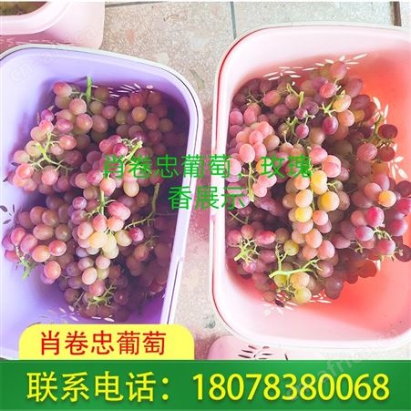 送礼好选择：桂林兴安肖卷忠玫瑰香葡萄报价不贵