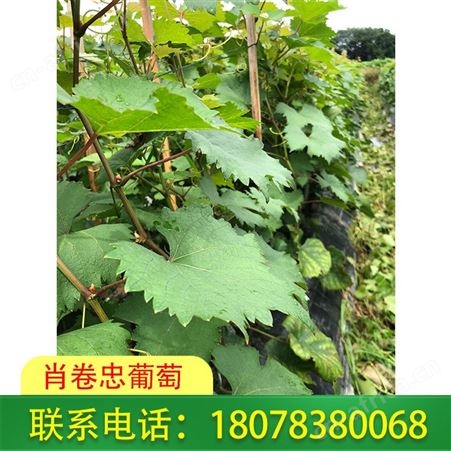 桂林妮娜皇后葡萄苗种植园发货及时
