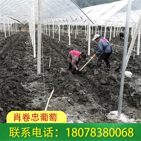 广西果园棚架安装_桂林猕猴桃大棚架抗风能力强