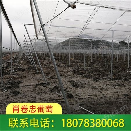 广西贵港钢架大棚公司售后服务完善