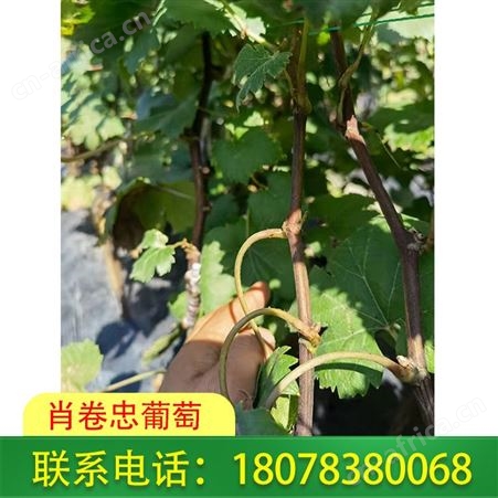 梧州葡萄种植-广西妮娜皇后葡萄苗100株起批