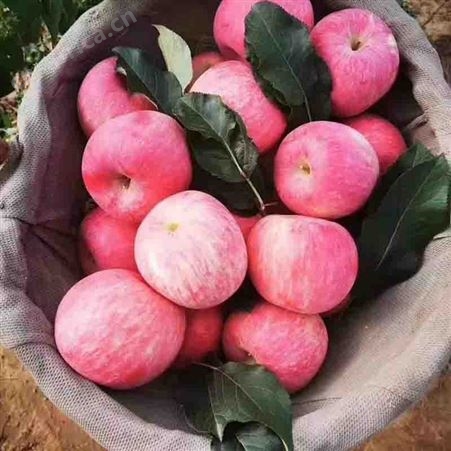 晚熟红富士苹果 果农自产自销 果形端正 玉名果园直发