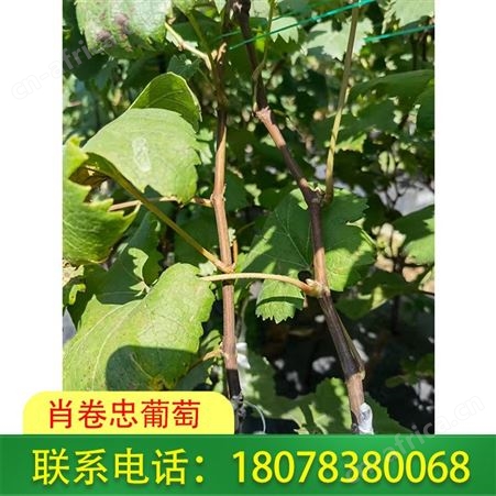 桂林妮娜皇后葡萄苗种植园发货及时