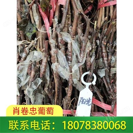 广西阳光玫瑰葡萄苗批发量大价更优