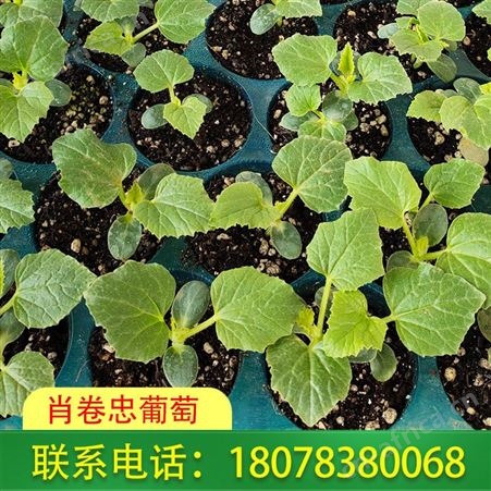 荔浦日本甜瓜苗_营养杯育苗基地出售