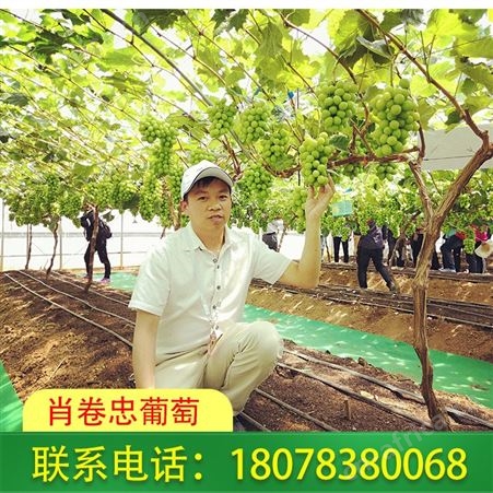 广西桂林葡萄销售-阳光玫瑰葡萄种植园现摘现发