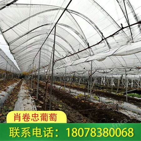 南宁横州草莓园棚架搭建施工团队经营丰富