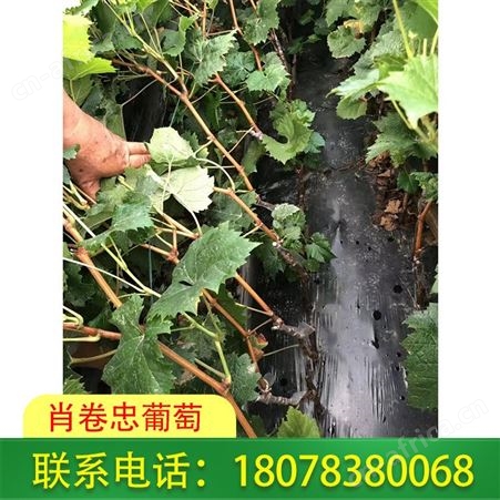 桂林3309阳光玫瑰葡萄苗种植需选择好的沙壤土