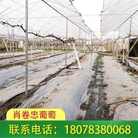 柳州钢管棚架-钢结构连栋大棚承接地域全广西