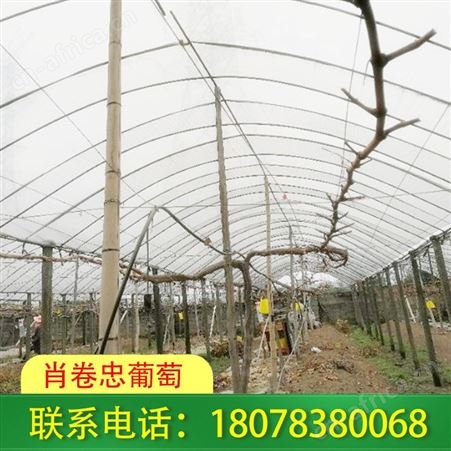 平乐猕猴桃架等果园棚架建造详情