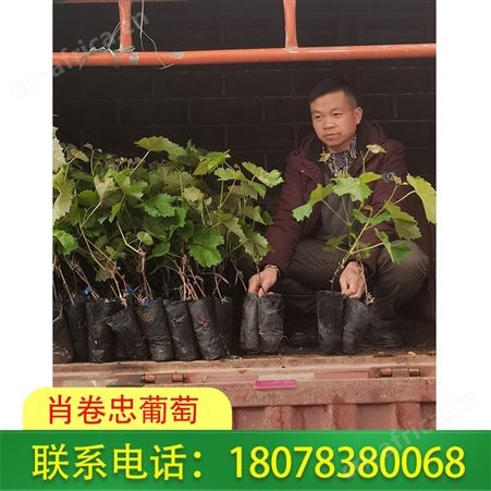 梧州阳光玫瑰脱毒苗小营养杯-so4砧木可批发