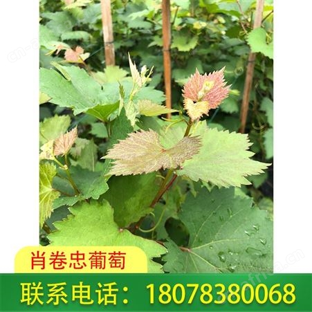 梧州葡萄种植-广西妮娜皇后葡萄苗100株起批
