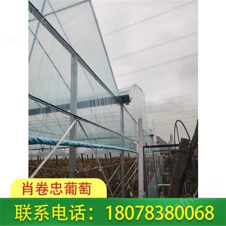广西桂林聚乙烯葡萄常用膜任何规格都可定制