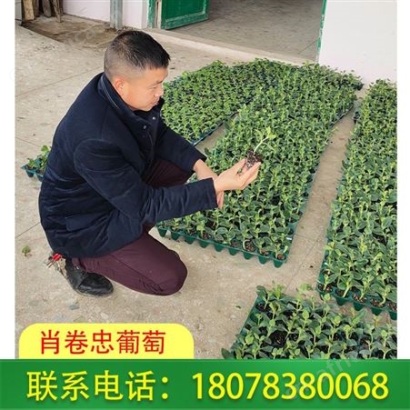 荔浦日本甜瓜苗_营养杯育苗基地出售