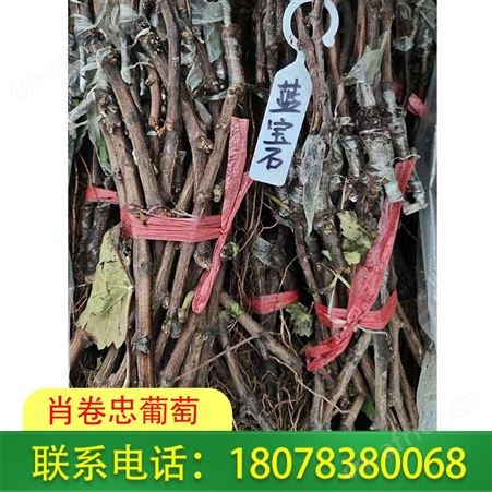 广西葡萄种植_南宁蓝宝石葡萄苗批发量大价格优