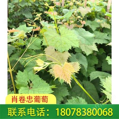 桂林葡萄种植-横州阳光玫瑰葡萄苗报价合理