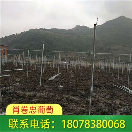 南宁横州草莓园棚架搭建施工团队经营丰富