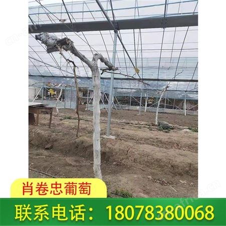 广西桂林聚乙烯葡萄常用膜任何规格都可定制