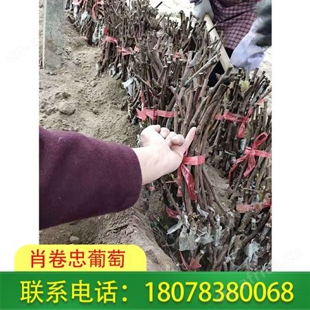 梧州蓝宝石葡萄苗基地直销_报价合理