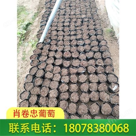 梧州阳光玫瑰脱毒苗小营养杯-so4砧木可批发