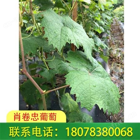 桂林阳光玫瑰葡萄苗每株售价合理