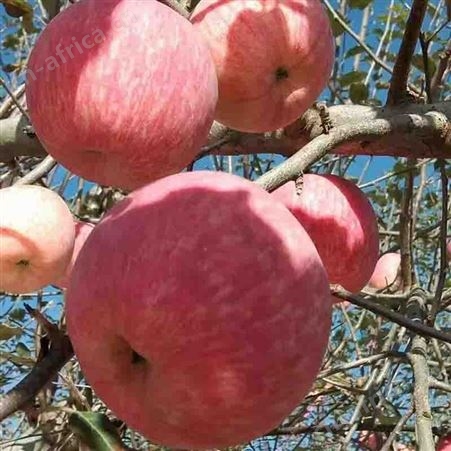 晚熟红富士苹果 果农自产自销 果形端正 玉名果园直发