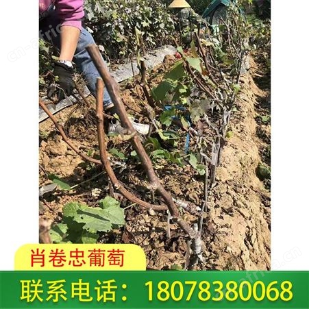 广西葡萄种植_南宁蓝宝石葡萄苗批发量大价格优