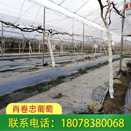 南宁横州草莓园棚架搭建施工团队经营丰富
