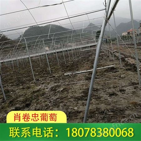 来宾钢管独立大棚|草莓棚架搭建工程详情