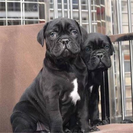 大型改良卡斯罗犬 养殖销售卡斯罗幼崽 萌宠犬种类丰富