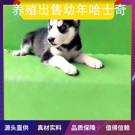 养殖出售幼年哈士奇 规格成年 胸围55cm 体长78cm