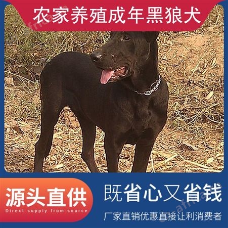 农家养殖成年黑狼犬 年龄幼年 体型大型 品种黑狼犬