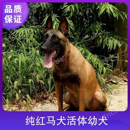 纯红马犬活体幼犬 狗狗品种马犬 毛色黑色 黄色 公母均有