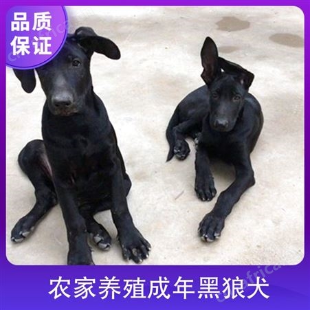 农家养殖成年黑狼犬 年龄幼年 体型大型 品种黑狼犬